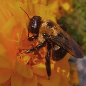 Meet your Posher, Rose